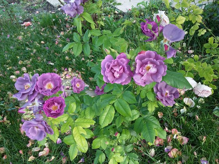 20160527_183929