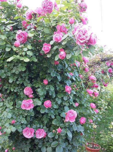 20160527_184745 - 2016 trandafiri