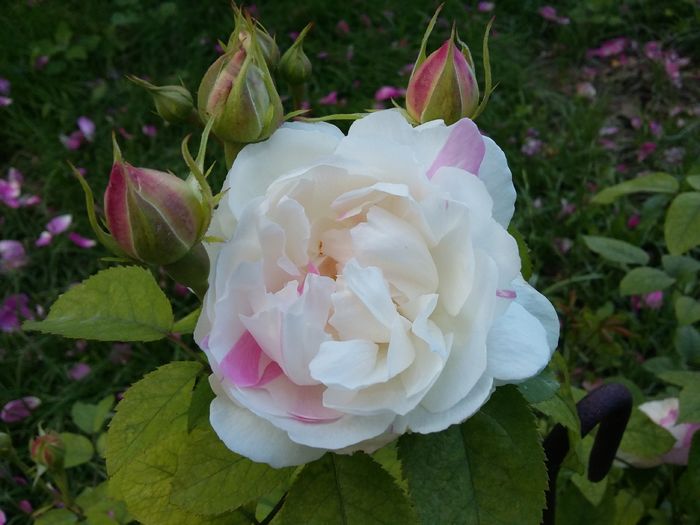 20160527_190348