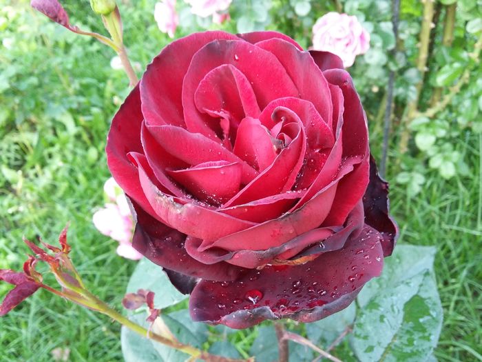 20160528_194214 - 2016 trandafiri