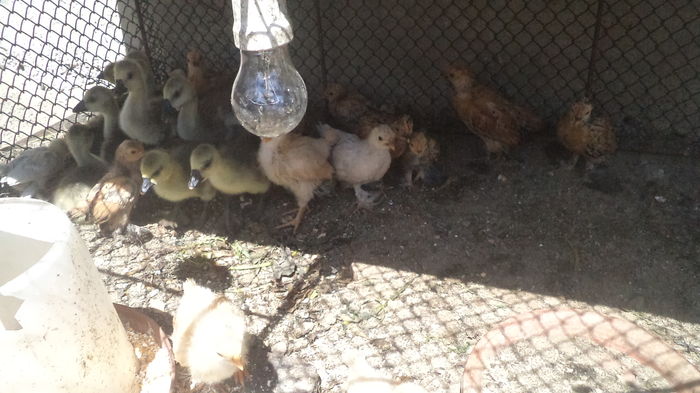 boboci de o saptamina