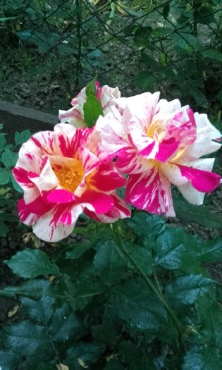 20160528_205612 - trandafiri 2016