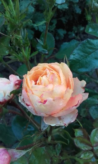 20160528_205728 - trandafiri 2016