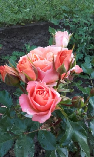 20160528_205735 - trandafiri 2016