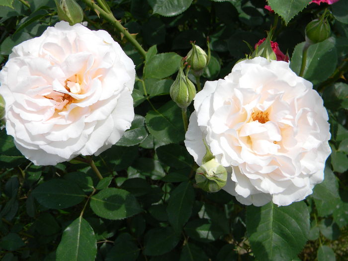 Poustinia