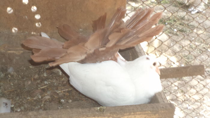 DSC08431 - Voltati albi cu coada rosie MATCA 2016 Arhiva