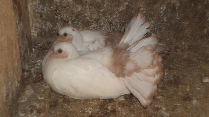 DSC08436 - Voltati albi cu coada rosie MATCA 2016 Arhiva