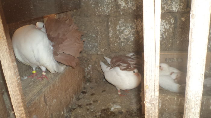 DSC08445 - Voltati albi cu coada rosie MATCA 2016 Arhiva