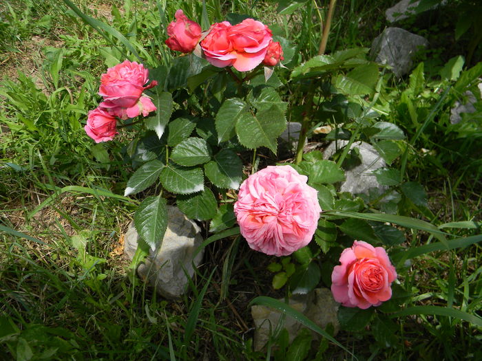 Mary Ann - Trandafiri 2016