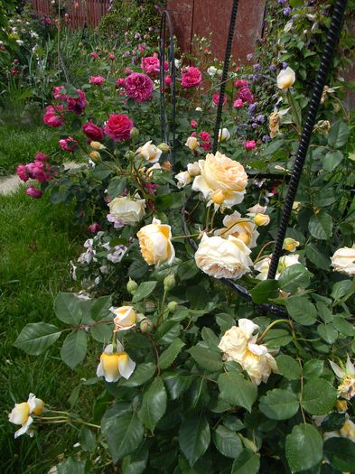 CPM LOM - Trandafiri 2016