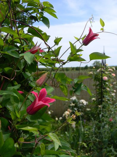 Princess Diana - Clematite 2016