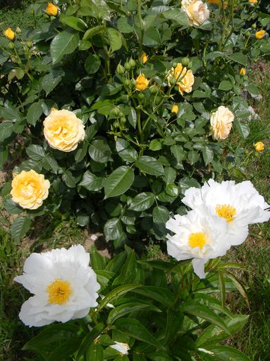  - 3 Gradina 2016