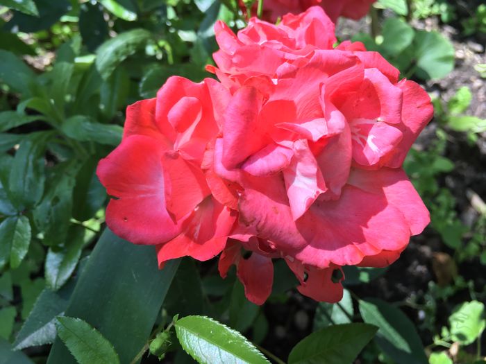 image - Florile mamei 2016