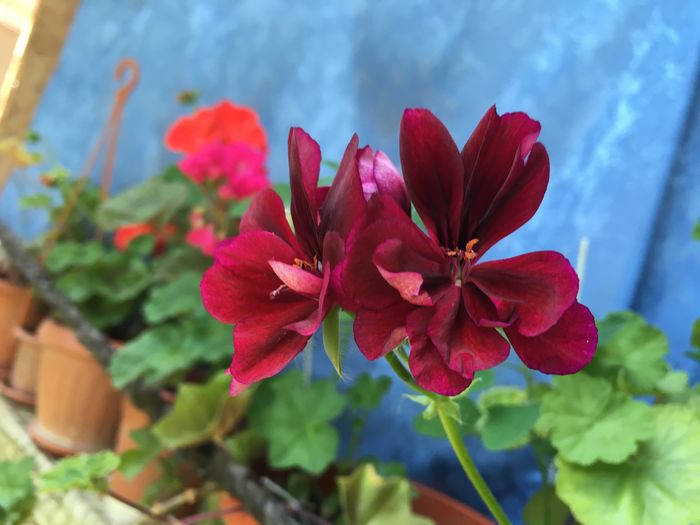 image - Florile mamei 2016