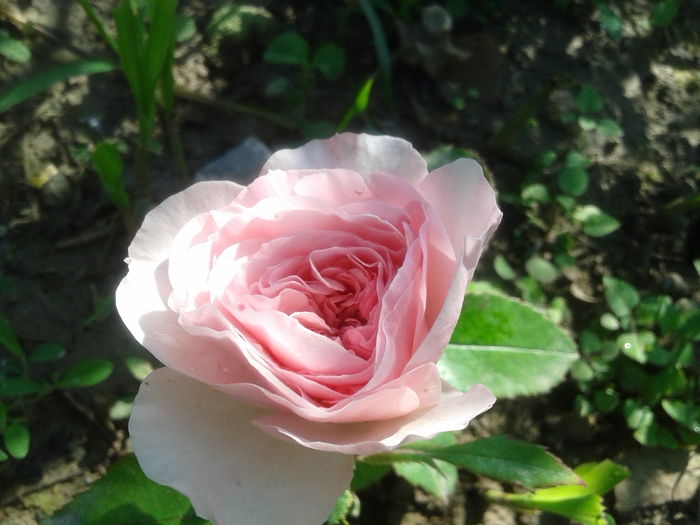20160530_091925 - Tantau - Mariatheresia rose