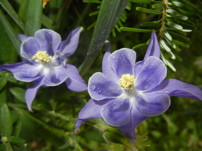 Aquilegia Blue (2016, April 24)