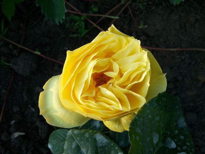 souvenir de marcel proust