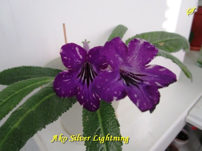 Ako Silver Lightning(30-05-2016) - Streptocarpusi 2016