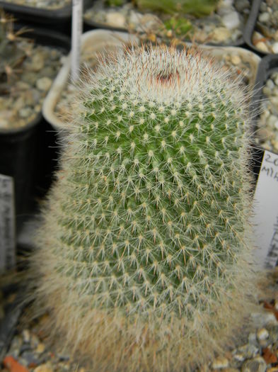 Mammillaria necunoscuta 2