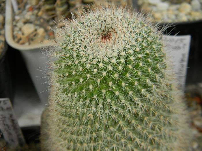 Mammillaria necunoscuta 2 - Neidentificate