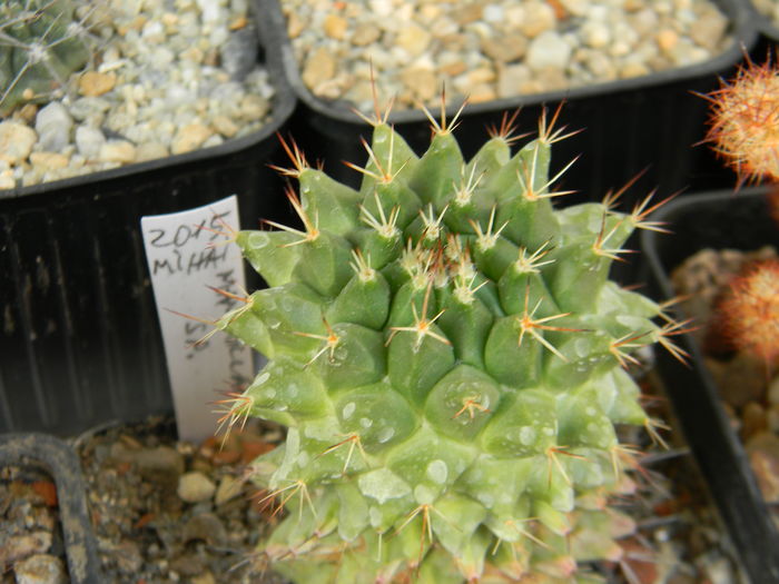 Mammillaria necunoscuta 3 - Neidentificate