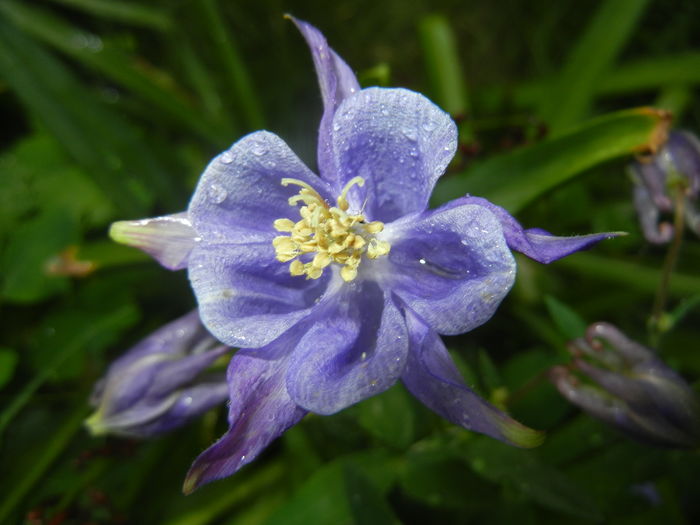 Aquilegia Blue (2016, April 24)