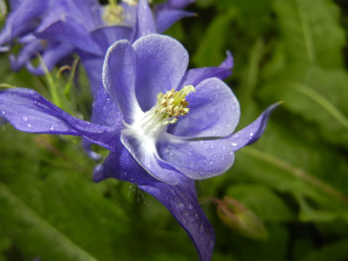 Aquilegia Blue (2016, April 24)