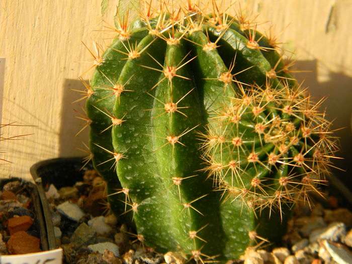 Echinopsis necunoscut