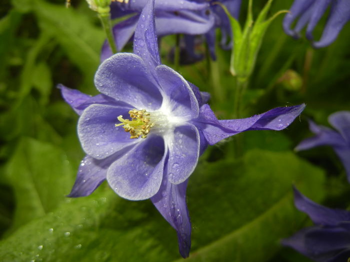 Aquilegia Blue (2016, April 24)
