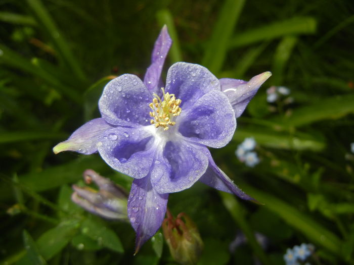 Aquilegia Blue (2016, April 24)