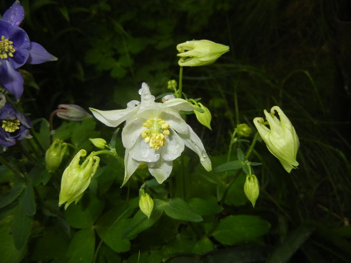 Aquilegia White (2016, April 19) - Aquilegia White