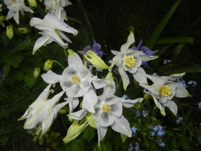 Aquilegia White (2016, April 24)