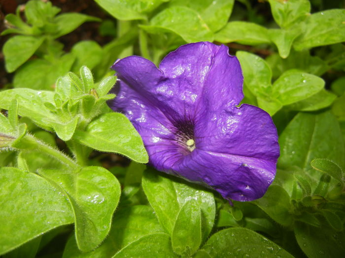 Purple Petunia (2016, April 11) - PETUNIA Simple