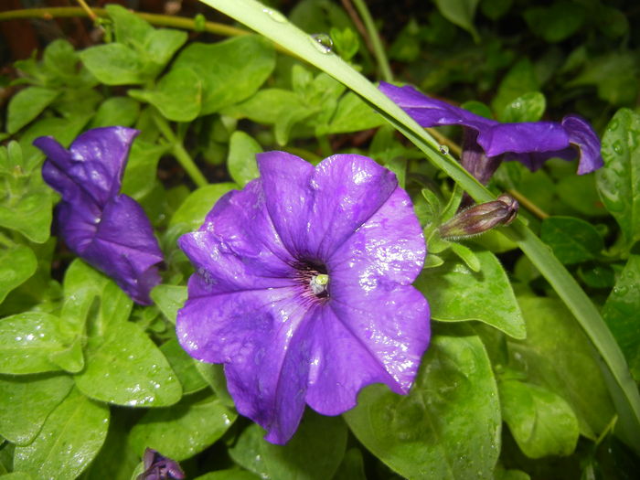 Purple Petunia (2016, April 11) - PETUNIA Simple