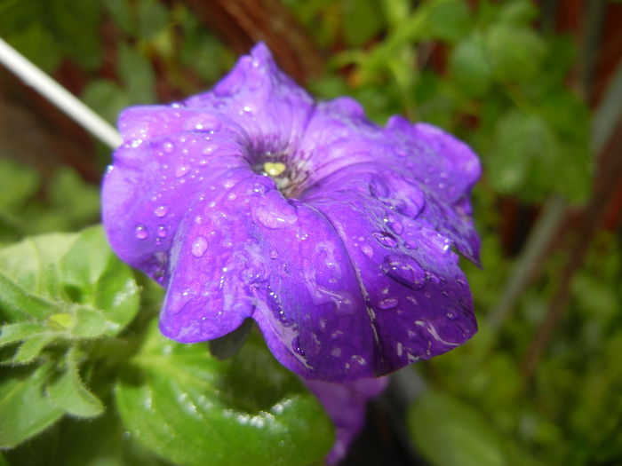Purple Petunia (2016, April 19) - PETUNIA Simple