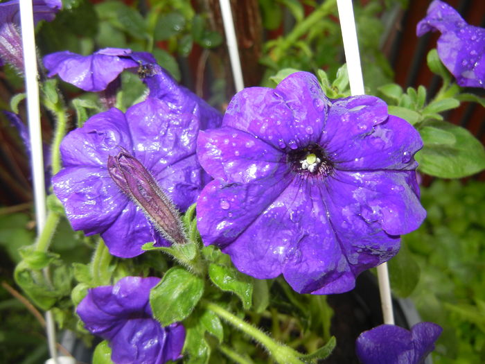 Purple Petunia (2016, April 19)