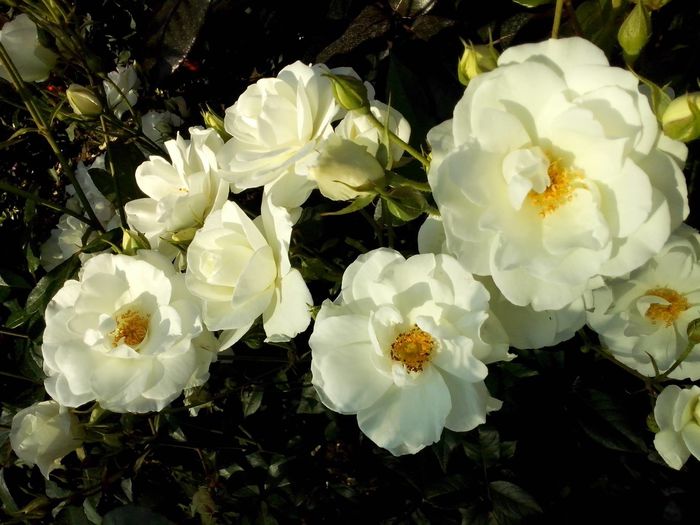 iceberg - 0 TRANDAFIRI 2016