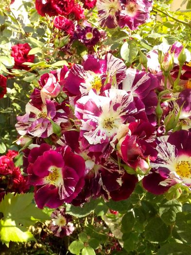purple splash - 0 TRANDAFIRI 2016