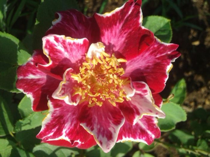 173 - TRANDAFIRI 2016 I