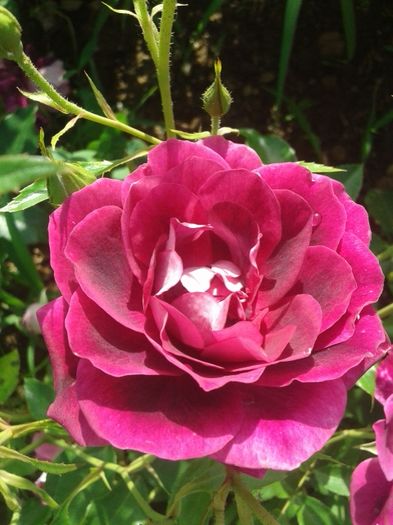 172 - TRANDAFIRI 2016 I