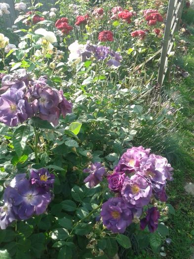 106 - TRANDAFIRI 2016 I