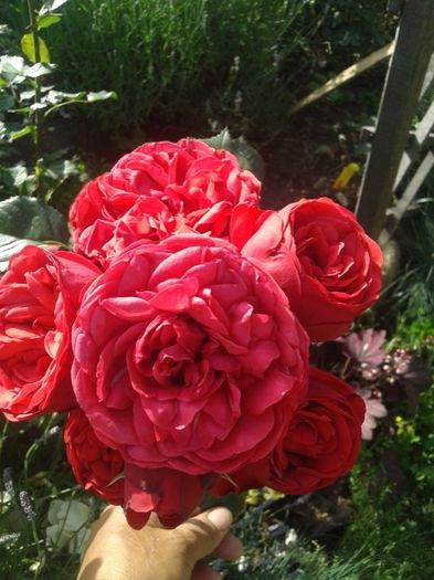 104 - TRANDAFIRI 2016 I