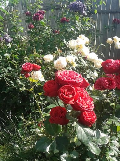 103 - TRANDAFIRI 2016 I