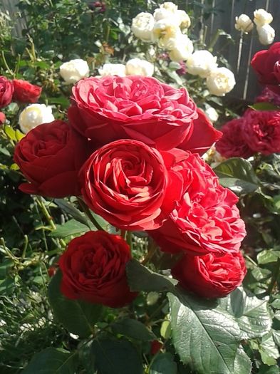 102 - TRANDAFIRI 2016 I