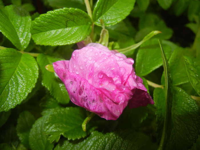 Rosa rugosa (2016, April 25)