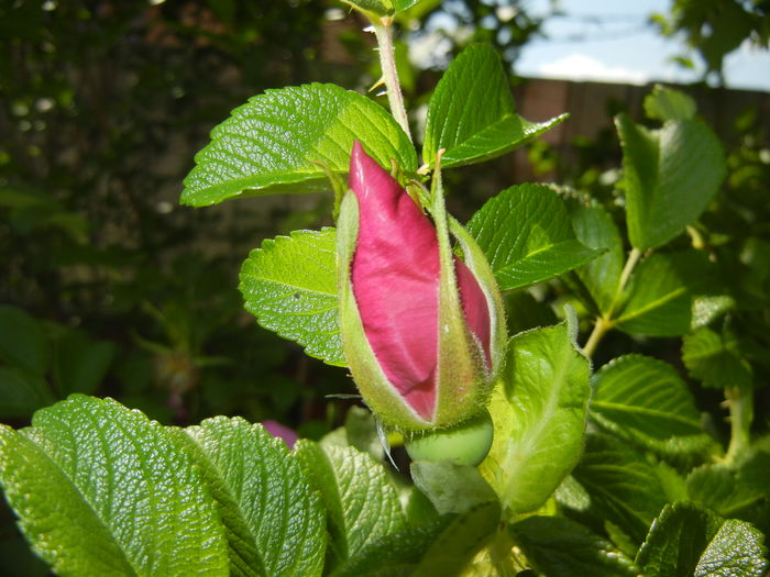 Rosa rugosa (2016, April 30)