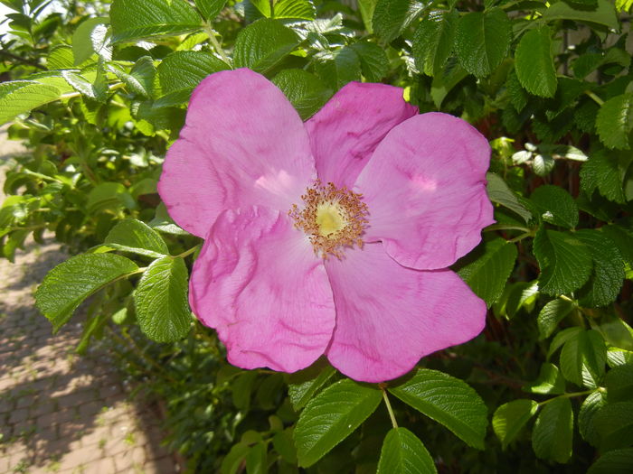 Rosa rugosa (2016, April 30)