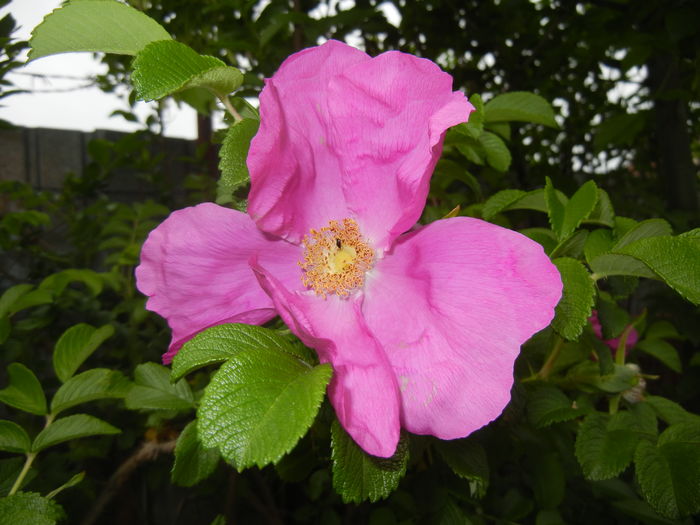 Rosa rugosa (2016, May 02)