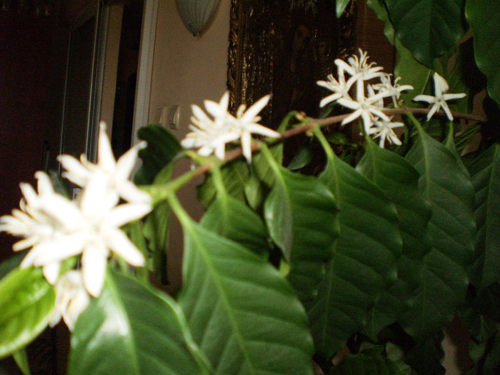 2016 arbore de cafea inflorit - flori 2