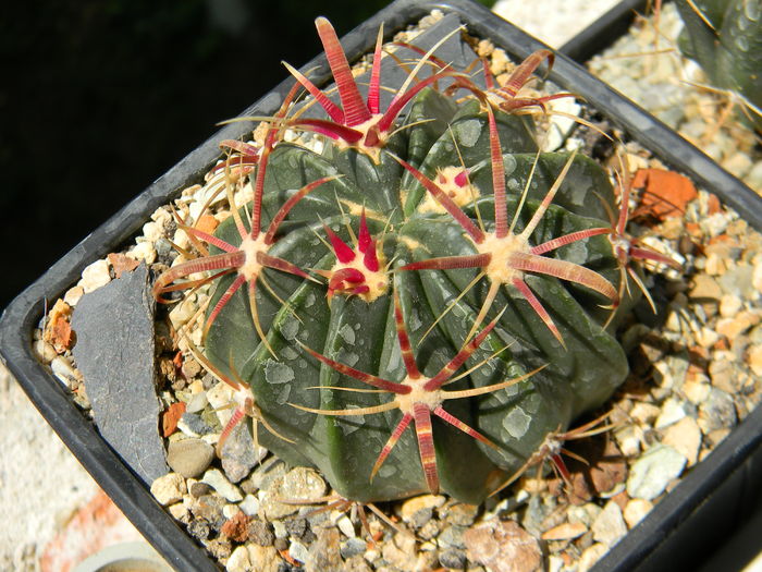 Ferocactus latispinus - Genul Ferocactus